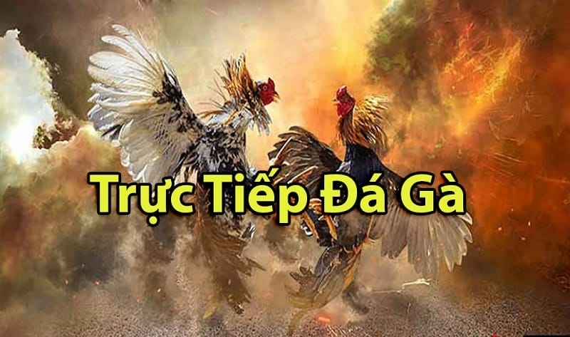 https://bananawave.love/tim-hieu-ve-da-ga-thomo-campuchia/